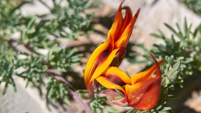 Cây Mỏ Vẹt trang trí ban công