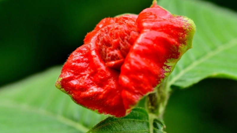 Loài hoa mọc trên đá gần thác nước