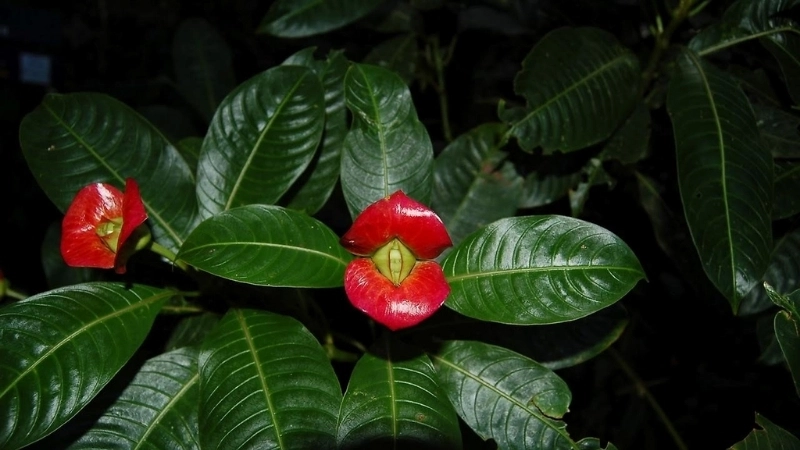 Một khám phá thực vật Guinea đáng chú ý