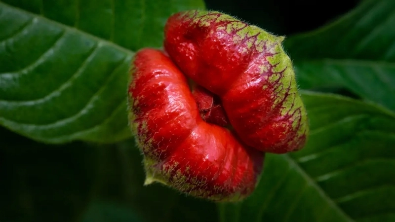 Liệu có cách trồng Saxicolella trong tự nhiên