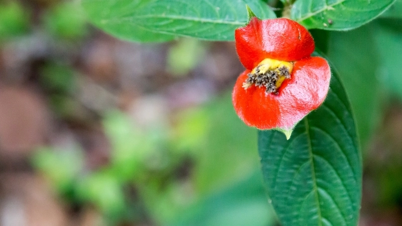 Những bông hoa màu trắng nhỏ xinh xắn