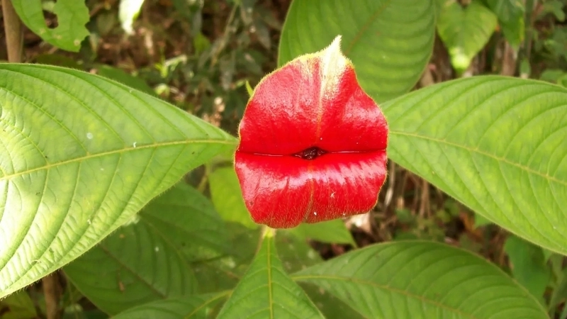 Loài thực vật thủy sinh độc đáo