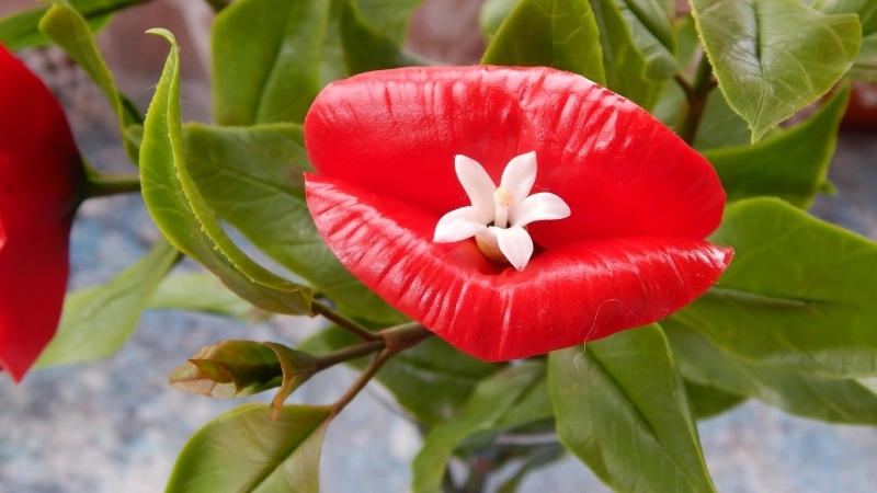 Cận cảnh đặc điểm Saxicolella deniseae