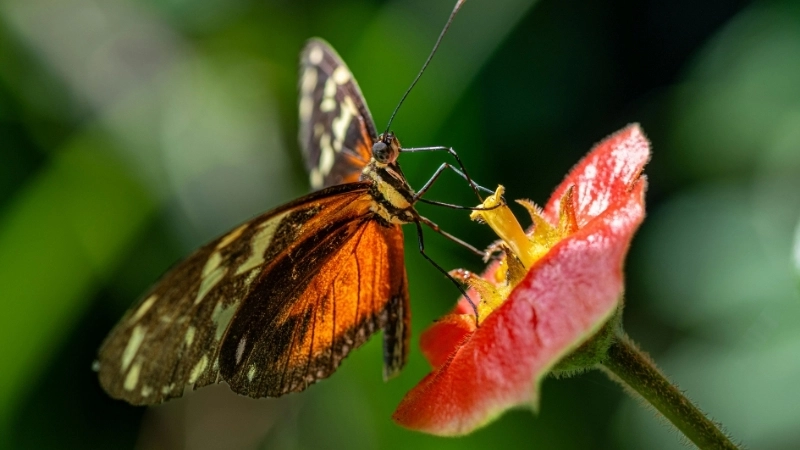 Vẻ đẹp hoang dã của hoa môi rừng sâu