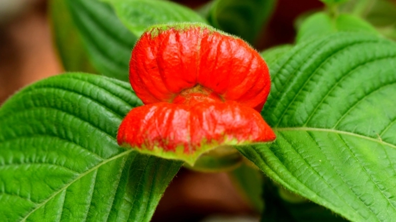 Môi trường sống khắc nghiệt của Saxicolella deniseae