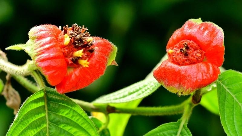 Nghiên cứu về loài hoa mới phát hiện ở Guinea