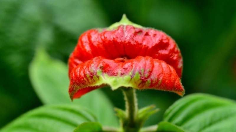 Bảo tồn thực vật thủy sinh ở châu Phi