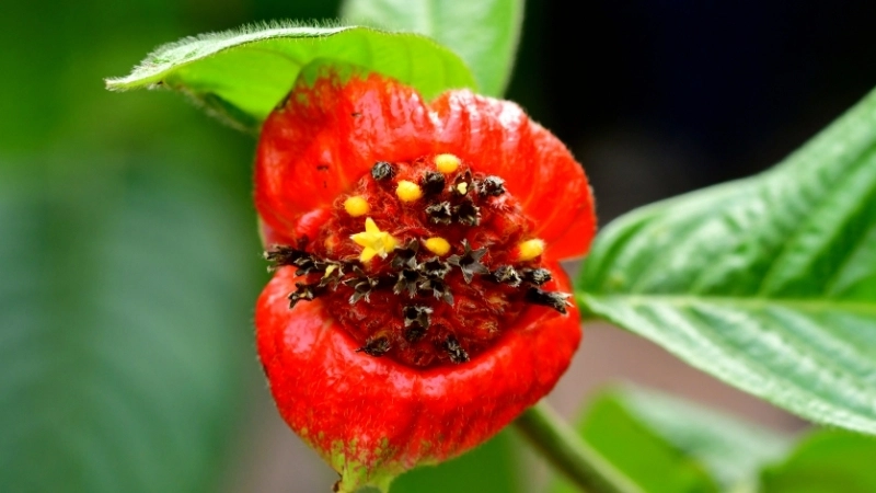 Vẻ đẹp của Saxicolella deniseae