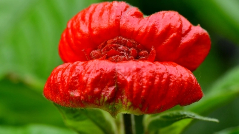 Loài hoa mới phát hiện ở Guinea