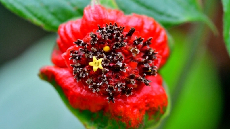 Bộ sưu tập hình ảnh hoa môi rừng sâu