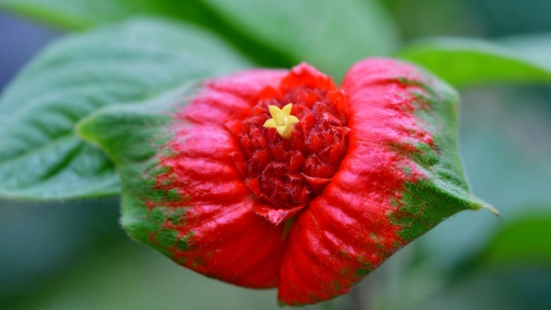 Tìm hiểu đặc điểm Saxicolella deniseae