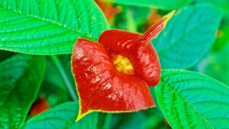 Hình ảnh về loài hoa quý hiếm của Guinea