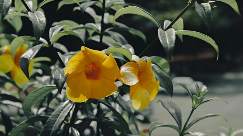 Sản phẩm tinh dầu hoa Quỳnh Anh