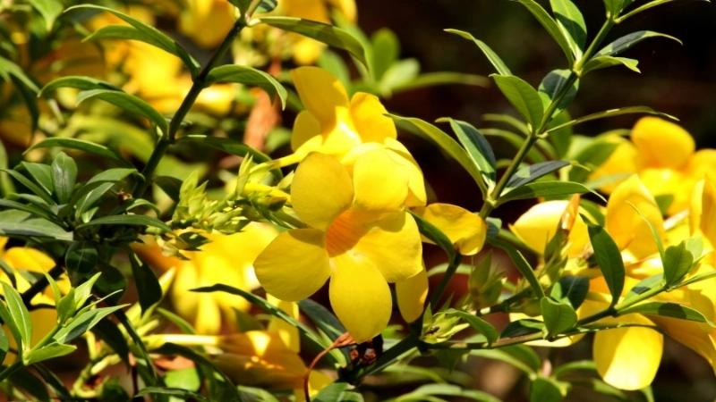 Khoảnh khắc hoa Quỳnh Anh nở vào lúc hoàng hôn