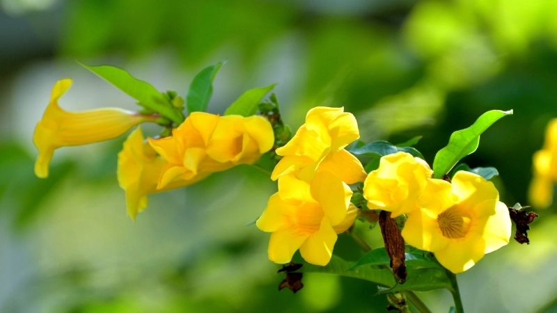 Cách chăm sóc hoa Quỳnh Anh ra hoa