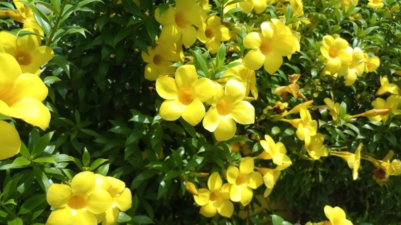 Địa chỉ mua cây hoa Quỳnh Anh uy tín