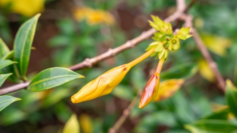 Gói hạt giống hoa Quỳnh Anh