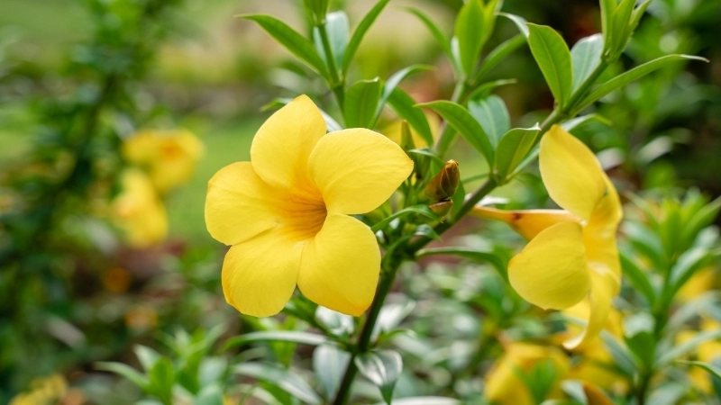 Ý nghĩa hoa Quỳnh Anh và vẻ đẹp của tuổi xuân