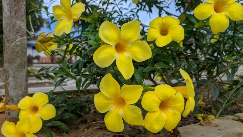 Hoa Quỳnh Anh có mấy màu phổ biến