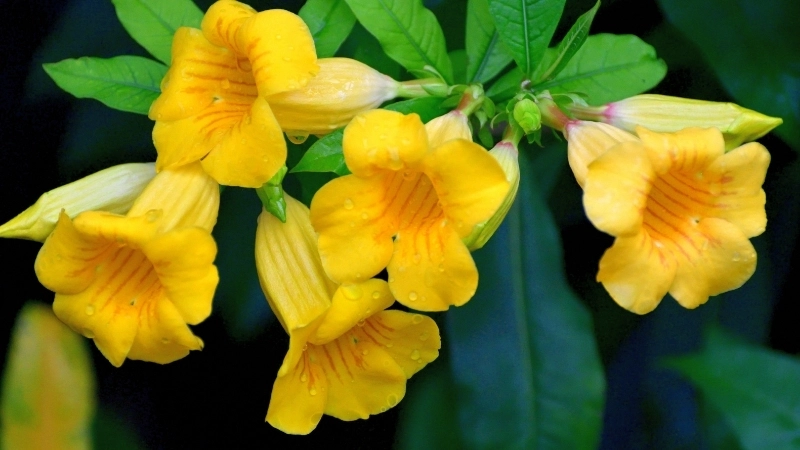 Kỹ thuật giâm cành hoa Quỳnh Anh