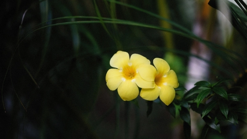 Cận cảnh vẻ đẹp của hoa Quỳnh Anh