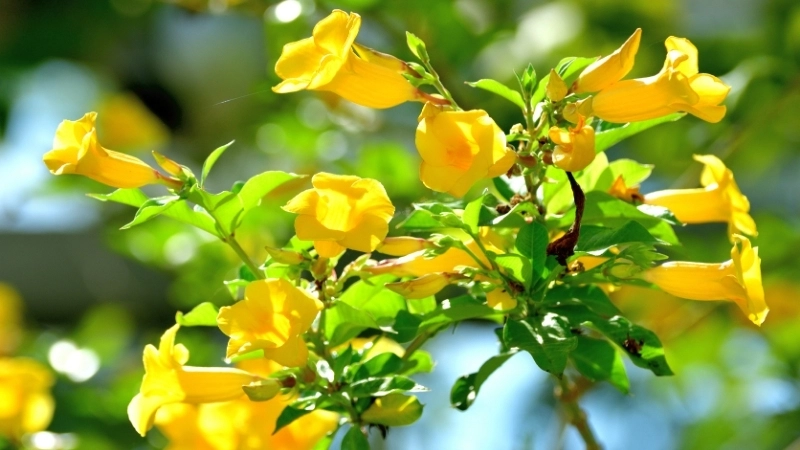 Vẻ đẹp hùng vĩ của tranh phong cảnh quê hương đất nước