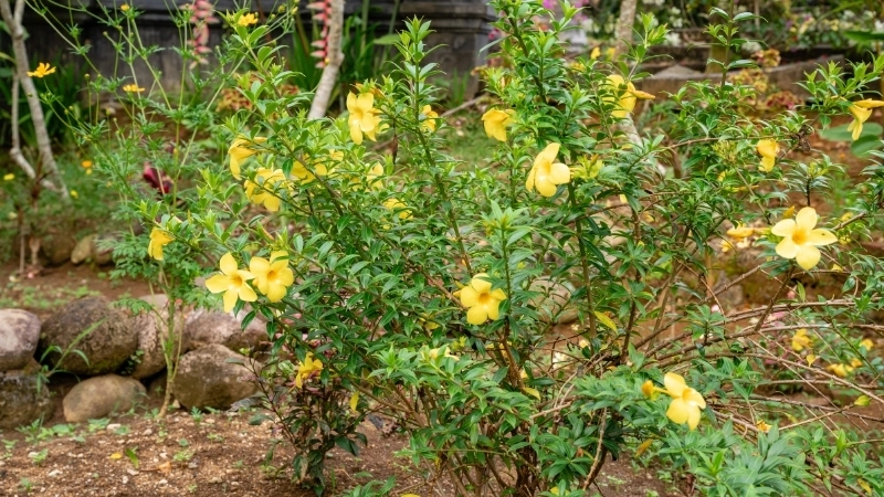 Hình ảnh hoa Quỳnh Anh màu vàng rực rỡ