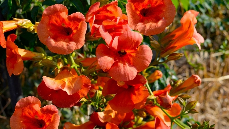 Tìm hiểu ý nghĩa hoa Quỳnh Anh