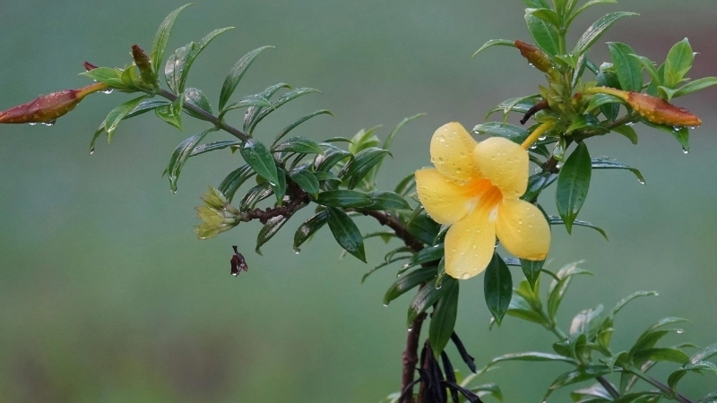 Hướng dẫn cách trồng hoa Quỳnh Anh