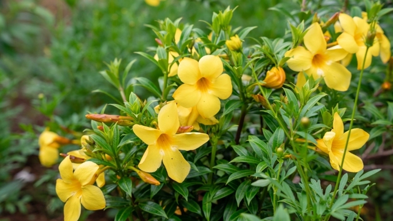 Công dụng của hoa Quỳnh Anh trong y học