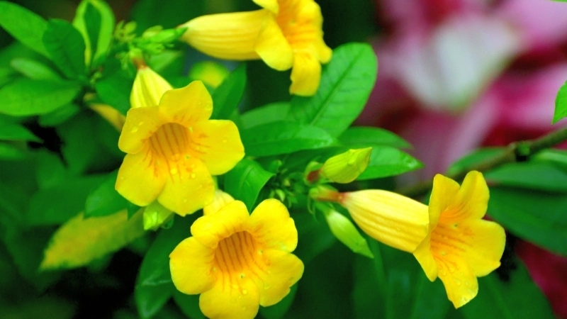 Cách pha trà hoa Quỳnh Anh