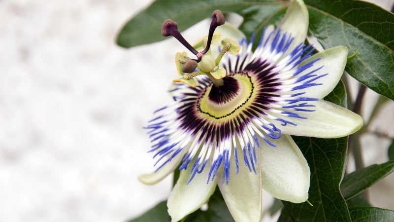 Sự đa dạng của các loài thuộc chi Uvaria