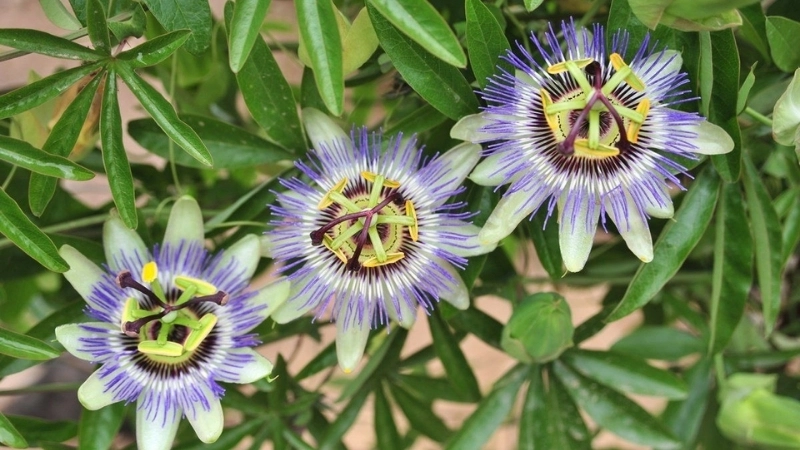 Sắc hoa màu cam đỏ rực rỡ trong tự nhiên