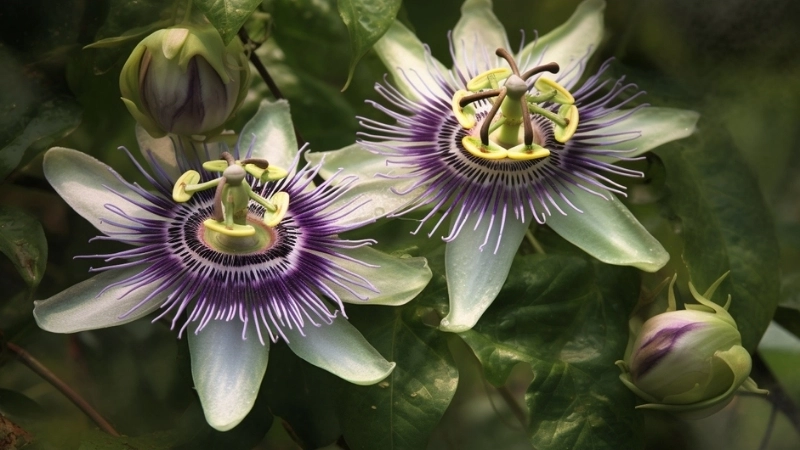 Thành quả của hành trình khám phá thực vật Thái Lan