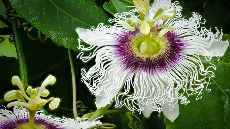 Gợi ý địa chỉ mua cây Uvaria chất lượng