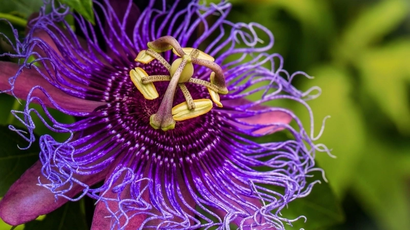 Chiêm ngưỡng hình ảnh hoa sao biển rừng sâu độc đáo