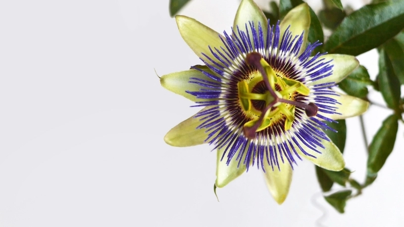 Câu chuyện đằng sau loài hoa mới ở Thái Lan