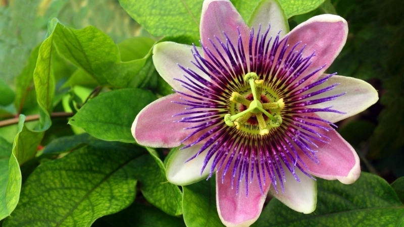 Bộ sưu tập hình ảnh hoa sao biển rừng sâu hiếm có