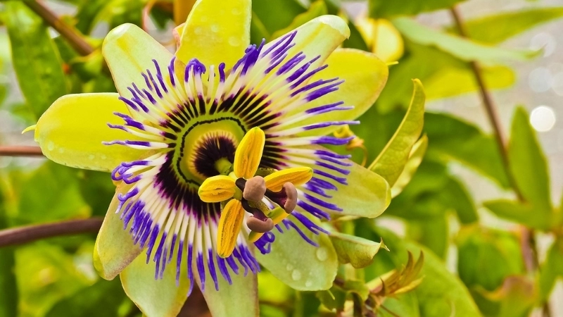 Loài hoa mới ở Thái Lan đang được săn lùng