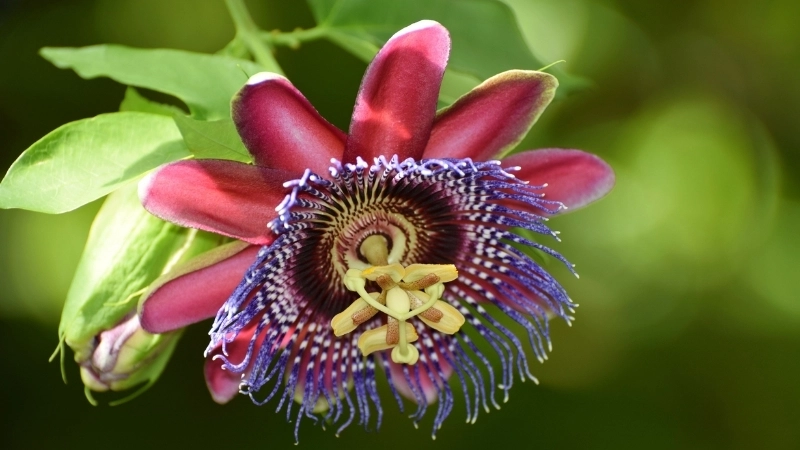 Phân tích đặc điểm Uvaria sphaerocarpa