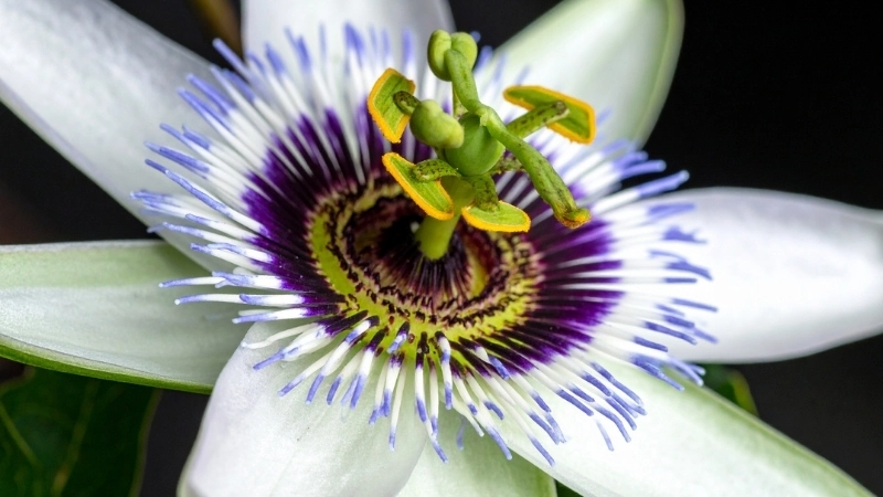 Ý nghĩa hoa sao biển trong các nền văn hóa