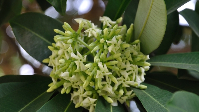 Những địa điểm chụp ảnh hoa sưa ở Hà Nội