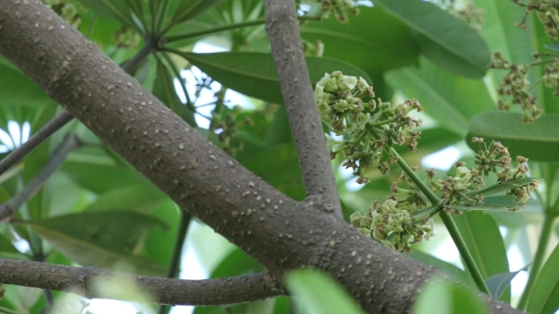 Cảm hứng từ những bài thơ về hoa sưa