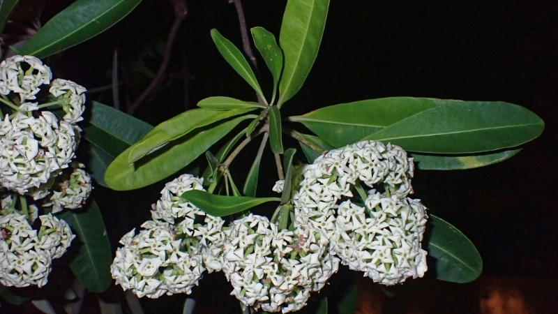 Giá gỗ sưa trên thị trường hiện nay