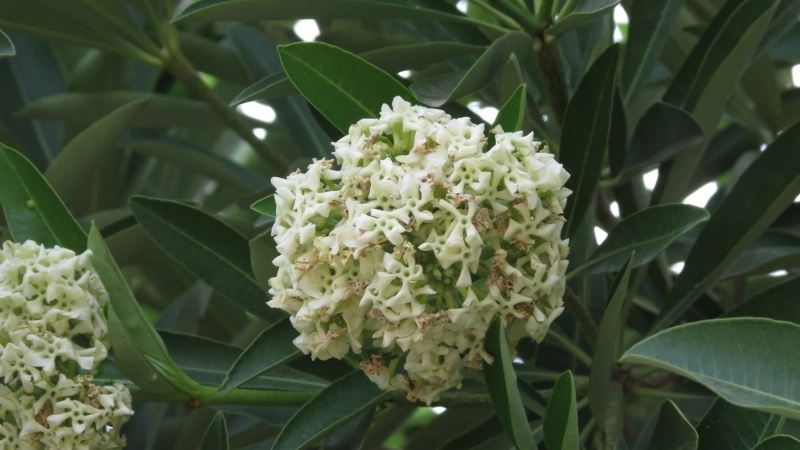 Câu chuyện đằng sau sự tích hoa sưa