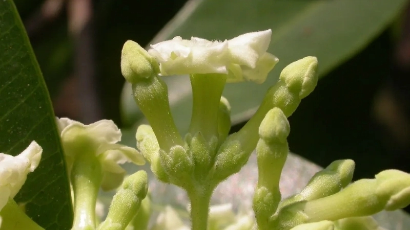 Phân biệt cây sưa đỏ và sưa trắng