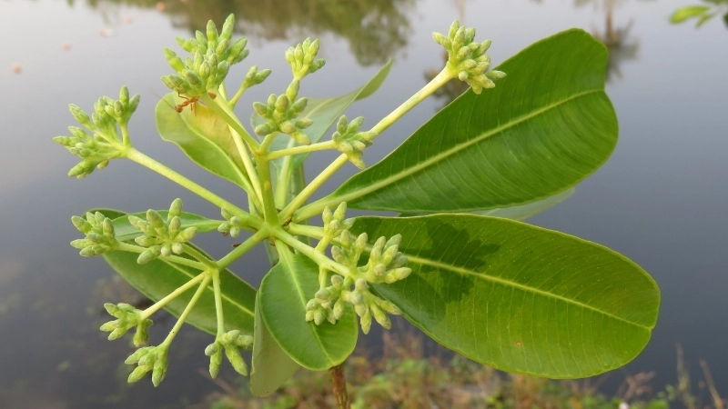 Hình ảnh hoa sưa trắng tinh khôi nở rộ