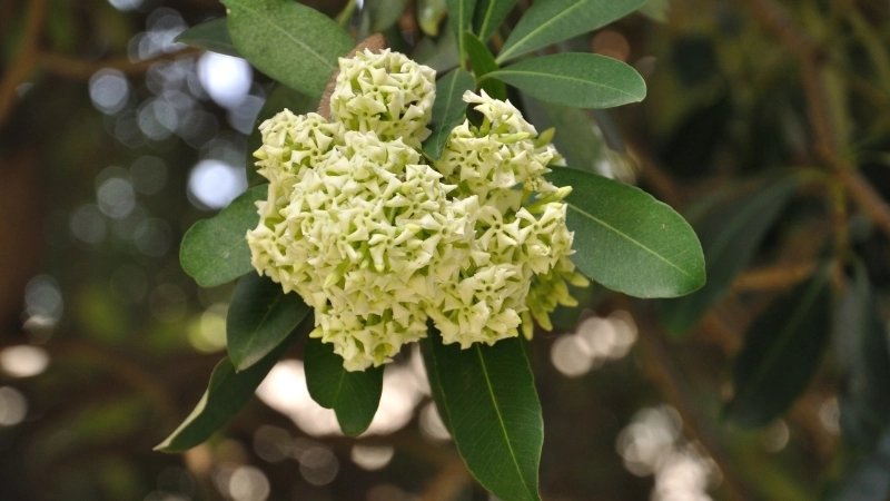 Hoa sưa nở rộ trên phố Phan Đình Phùng