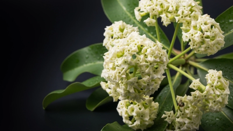 Say đắm trước vẻ đẹp hoa sưa