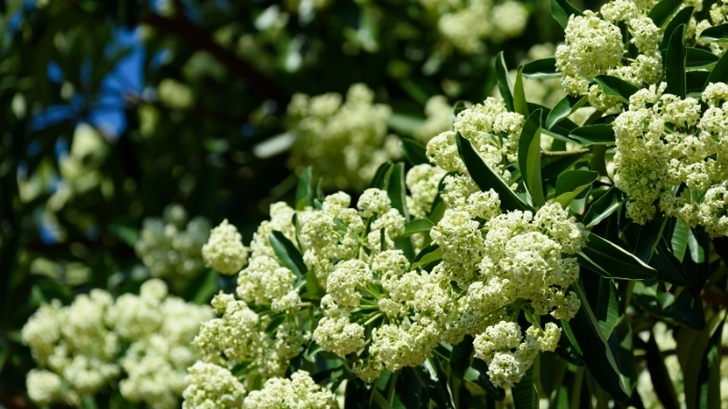 Vẻ đẹp hùng vĩ của tranh phong cảnh quê hương đất nước